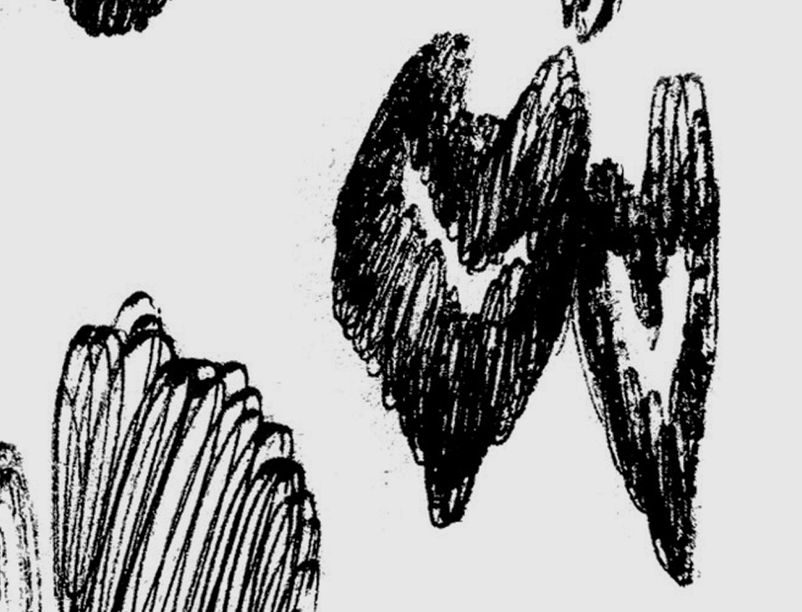 Black ink drawing of two hearts
